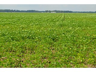 Property photo 11 - LAND AUCTION - 80+/- Acres offered in 1 Tract in Allen County